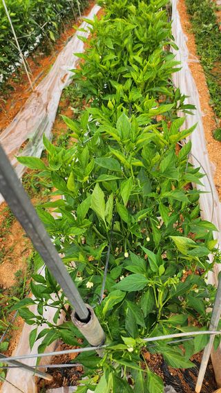 팜블리분매리농윈님의 고추 · 영농일지 작성글 사진