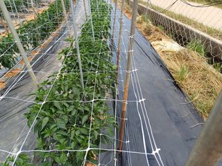 김명복님의 고추 · 영농일지 작성글 사진