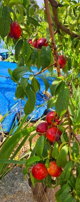 팜모닝 복숭아·영농일지 게시글 이미지