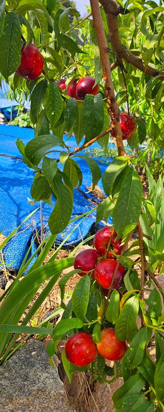박민자 님의 복숭아 · 영농일지 작성글 사진