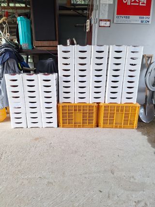 박수천님의 딸기 · 영농일지 작성글 사진