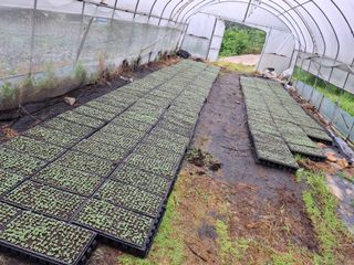 들깨 자색마 고추님의 들깨 · 영농일지 작성글 사진