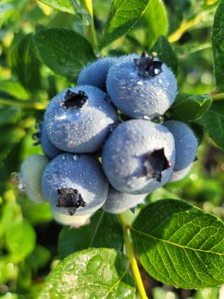 박치문님의 블루베리 · 영농일지 작성글 사진