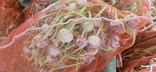 구춘봉님의 마늘 · 영농일지 작성글 사진