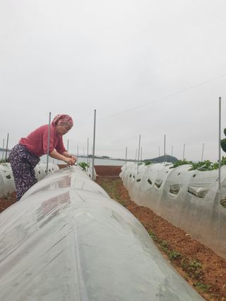 팜블리분매리농윈님의 고추 · 영농일지 작성글 사진