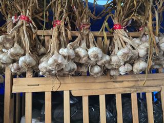 노아님의 마늘 · 영농일지 작성글 사진