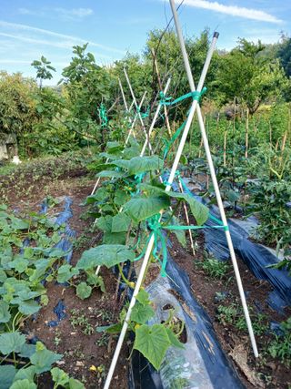 박지성 님의 기타작물 · 영농일지 작성글 사진