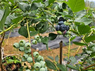 연모 자연의행복님의 매실 · 영농일지 작성글 사진