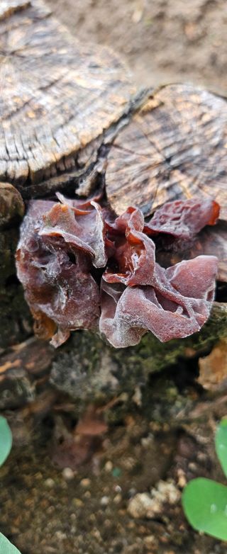 박민자 님의 기타작물 · 영농일지 작성글 사진