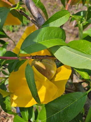 정우진님의 복숭아 · 영농일지 작성글 사진