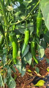 팜모닝 고추·영농일지 게시글 이미지