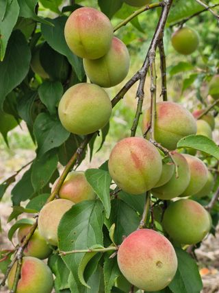 매실향기차향기님의 기타작물 · 영농일지 작성글 사진