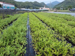 참깨17081님의 기타작물 · 영농일지 작성글 사진