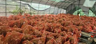 구춘봉님의 마늘 · 영농일지 작성글 사진