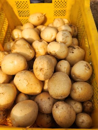 황미순님의 감자 · 영농일지 작성글 사진