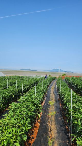 팜블리분매리농윈님의 고추 · 영농일지 작성글 사진