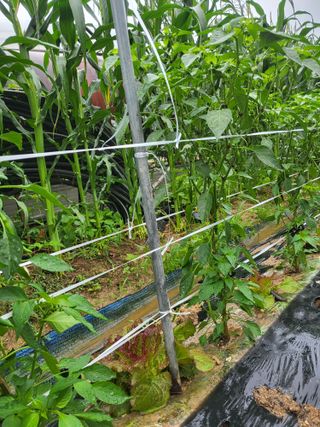 진잠농원님의 기타작물 · 영농일지 작성글 사진