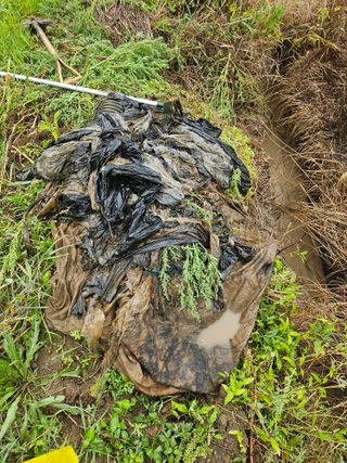 태이린팜님의 옥수수 · 영농일지 작성글 사진