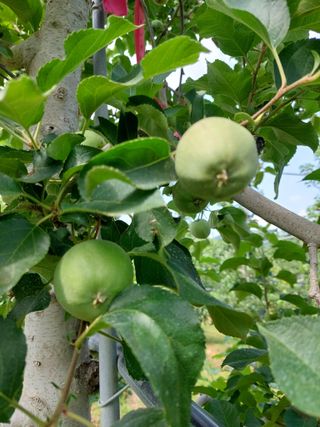 트라이애플1님의 사과 · 영농일지 작성글 사진