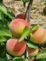 팜모닝 기타작물·영농일지 게시글 이미지