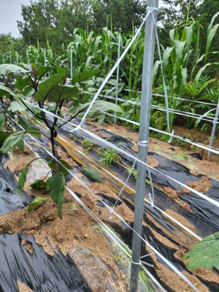 진잠농원님의 기타작물 · 영농일지 작성글 사진