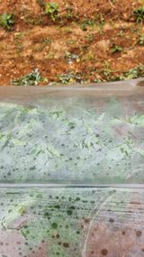 팜모닝 고추·영농일지 게시글 이미지