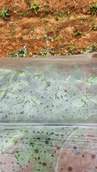 팜블리분매리농윈님의 고추 · 영농일지 작성글 사진