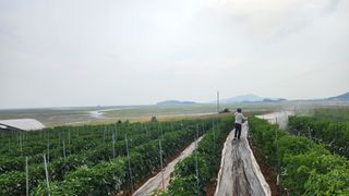 팜블리분매리농윈님의 고추 · 영농일지 작성글 사진