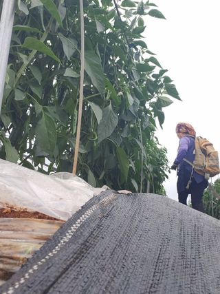 팜블리분매리농윈님의 고추 · 영농일지 작성글 사진