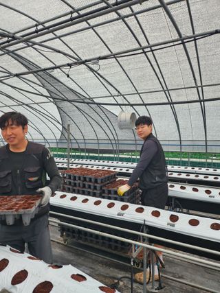 님의 딸기 · 영농일지 작성글 사진