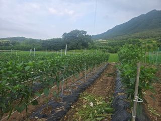 박준호님의 기타작물 · 영농일지 작성글 사진