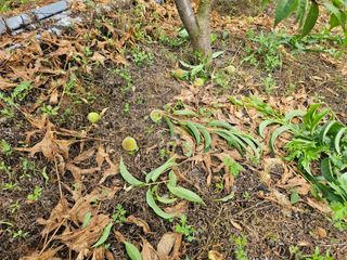 정우진님의 복숭아 · 영농일지 작성글 사진