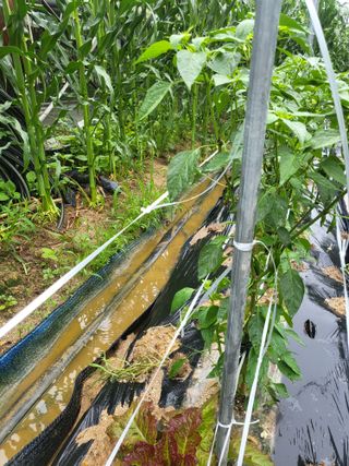 진잠농원님의 기타작물 · 영농일지 작성글 사진