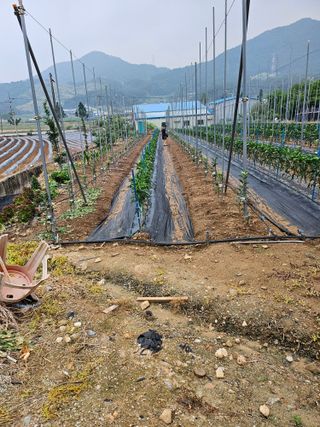 처음출석 합니다님의 사과 · 영농일지 작성글 사진