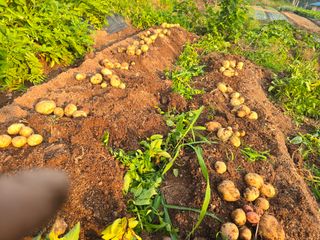 박정원님의 감자 · 영농일지 작성글 사진