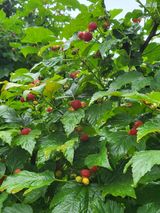 팜모닝 딸기·영농일지 게시글 이미지