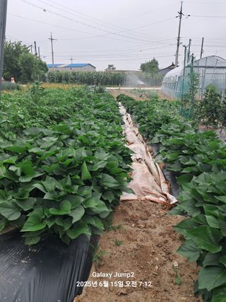 최원규님의 고구마 · 영농일지 작성글 사진