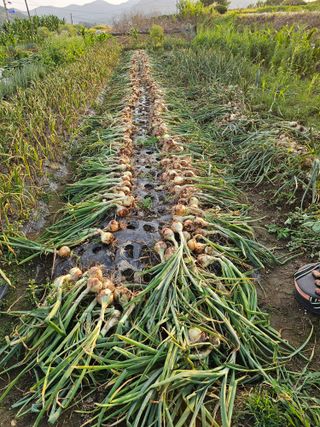 이영춘님의 양파 · 영농일지 작성글 사진