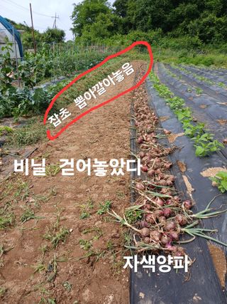 안승호님의 양파 · 영농일지 작성글 사진