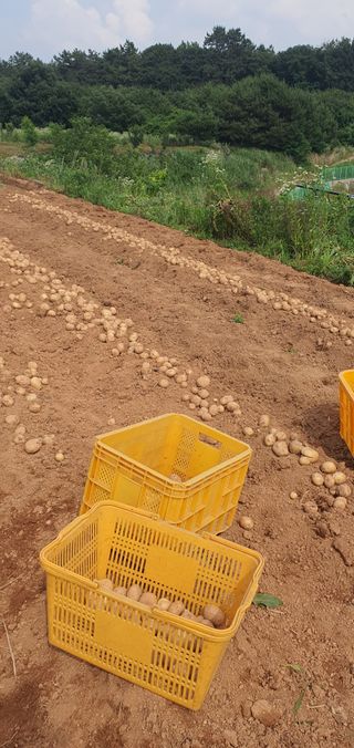 전주이상권님의 감자 · 영농일지 작성글 사진