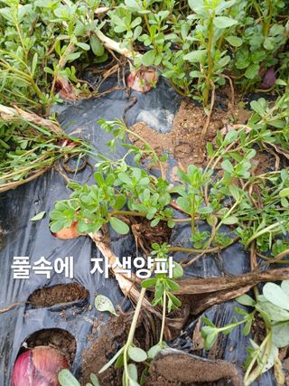 안승호님의 양파 · 영농일지 작성글 사진