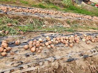 gksfid1112님의 양파 · 영농일지 작성글 사진