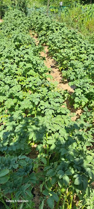 김윤철님의 감자 · 영농일지 작성글 사진