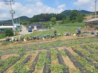 콩나라최여순님의 기타작물 · 영농일지 작성글 사진