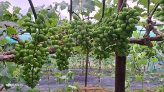 조연만님의 기타작물 · 영농일지 작성글 사진