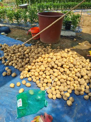 성훈농장님의 기타작물 · 영농일지 작성글 사진