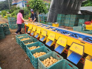 엘림농장님의 감자 · 영농일지 작성글 사진