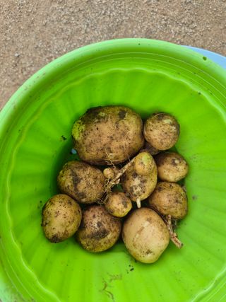 우리농장주님의 감자 · 영농일지 작성글 사진