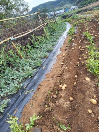 성훈농장님의 기타작물 · 영농일지 작성글 사진