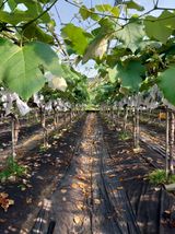 팜모닝 포도·영농일지 게시글 이미지